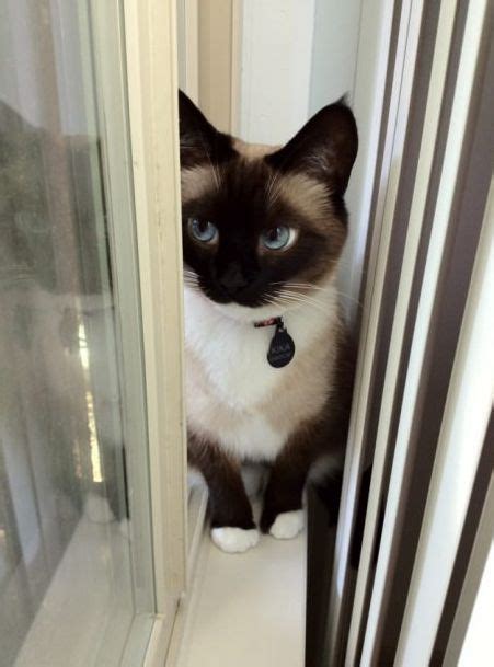 1000 Images About Snowshoe Siamese On Pinterest Cute