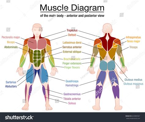 Muscle Diagram Most Important Muscles Athletic Stock Vector Royalty