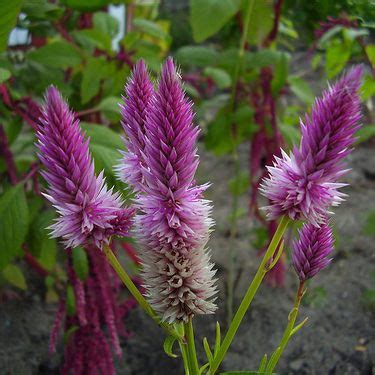 #dlium kelo paku or spike celosia or flamingo feather flower (celosia spicata) is a plant species in amaranthaceae, a shrub with stems standing upright. FLAMINGO FEATHER (All Natural) - Wheat Celosia (Spicata)
