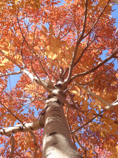 Ash Autumn Purple For Sale In Boulder Colorado