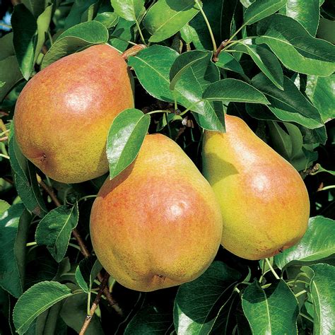 Pyrus Communis Doyenne Du Comice Quince Comice Pear Fruit Tree