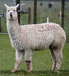 The two true camels, and the four south american camelids: Alpaca - Wikipedia