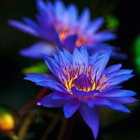 Blue Lotus Organic Hand Crafted Healing Flower Essences