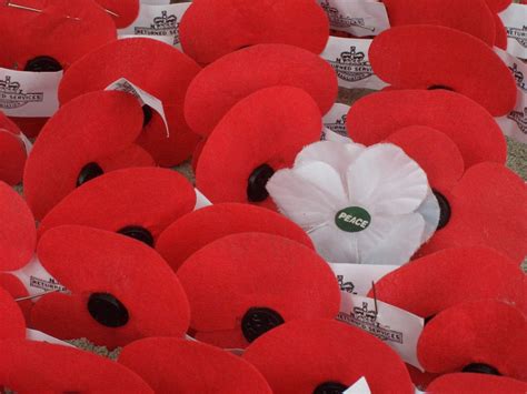What Does The White Poppy Mean And Why Do Some People Wear Them For