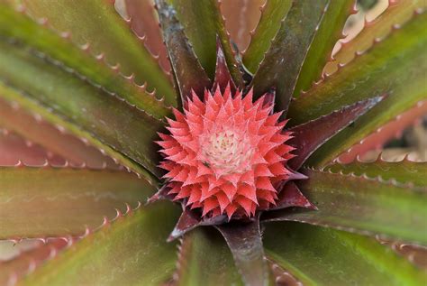 pink pineapple-4559 | Stockarch Free Stock Photos