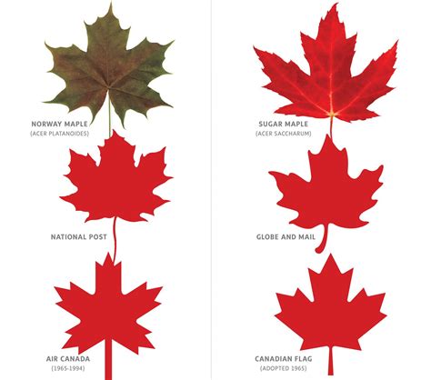 the globe and mail the norway maple is a bully and shouldn t be confused with the sugar maple