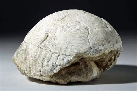 Pleistocene Fossilized Turtle Shell