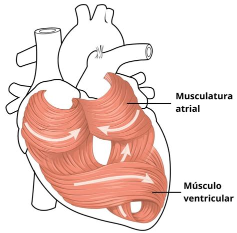 Musculos Papilares Do Coração