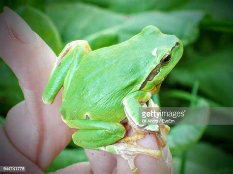 Frog Perspective Photos And Premium High Res Pictures Getty Images