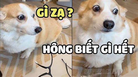 Hả Ai Biết Gì đâu Meme Meme