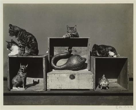 Edward Weston 1886 1958 American Photographer Edward Weston Cat