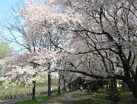 桜満開の和田掘公園、善福寺川緑地（4月9日撮影） - 吉祥寺と周辺の街散歩