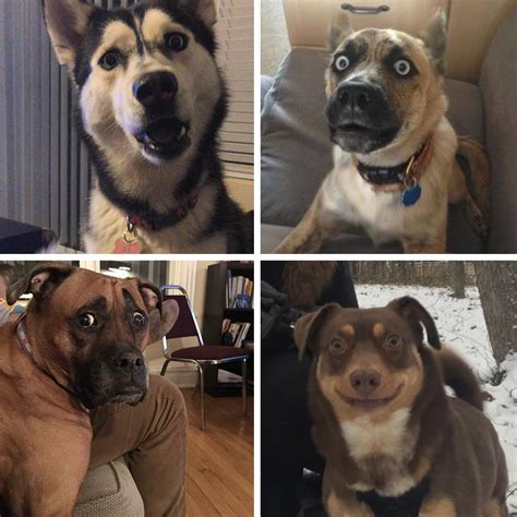 32 Funniest Dog Pictures Of 2015 Ilovedogsandpuppies