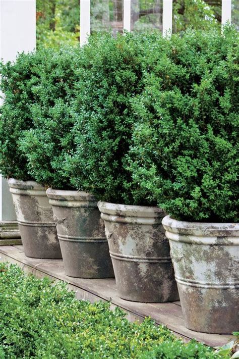 How To Grow And Care For Boxwoods Boxwood Landscaping Outdoor