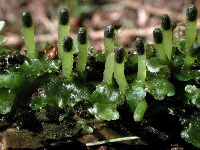 Avec pour conséquence directe l'échec de la symbiose, et l'arrêt du développement du champignon. Moosgarten_Moosarten | BGBM