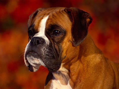 Top 10 Dog Breeds In The Uk Chelsea Dogs Blog