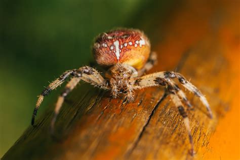#31 kebun teh sukawana lembang. Gambar : alam, bunga, hewan, fauna, invertebrata ...