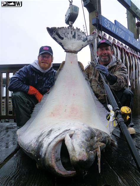 An angler has smashed the world record for the biggest halibut fish ever caught on rod and line. The Waterman's Journal - Global Sportfishing News, Reports ...