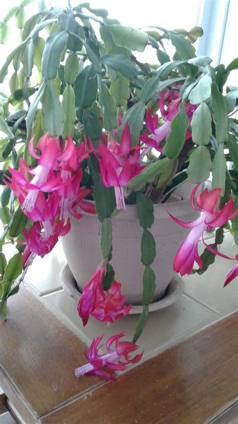 Add fertilizer]] to assist plant growth. Heirloom Plants - A Look at Christmas Cactus - Longfellow ...