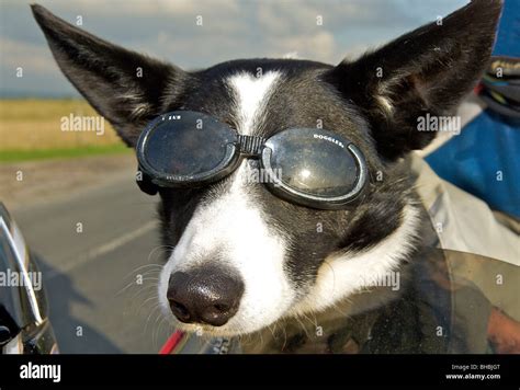Collie Dog Wearing Doggles Goggles Stock Photo Alamy