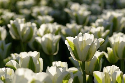 Tulipan Spring Green Cebulki Tulipanów Z Holandii Dutchgrown™