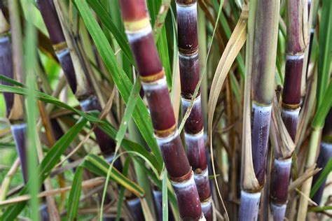 Sugarcane Plant Flower