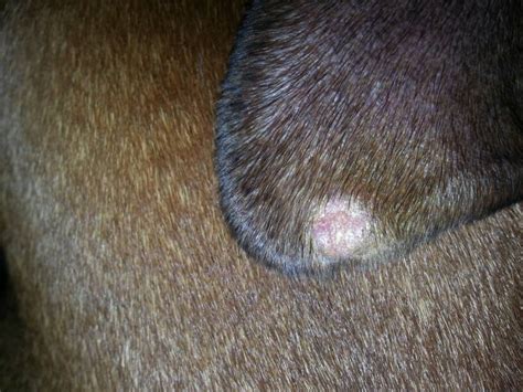 Round Raised Area On Inside Leg Page 11 Boxer Forum Boxer Breed