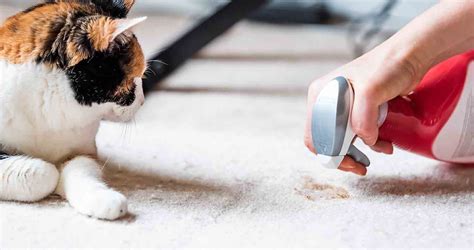 How To Stop Your Cat Pooping On The Floor Fix This Common Cat Problem