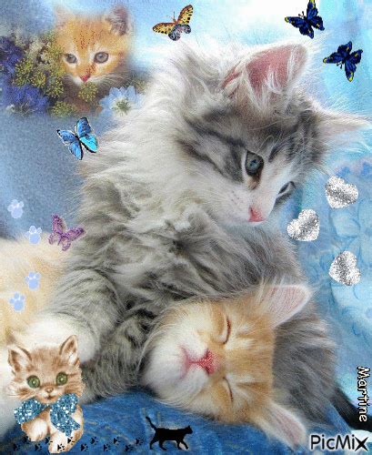 2114243bdf05 409×500 Beautiful Kittens Kittens Cutest Cute