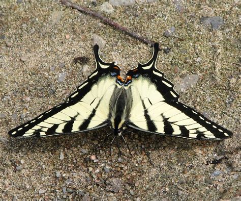Canadian Tiger Swallowtail Papilio Canadensis Butterfly Moneymore