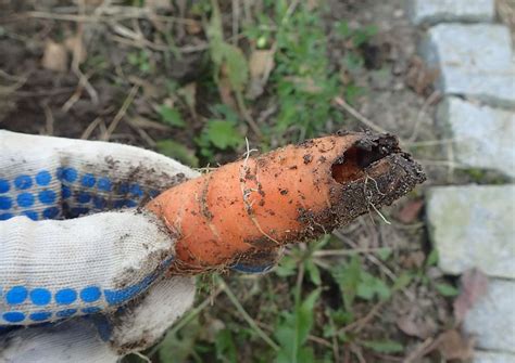 Why Are My Carrots Dying Common Carrot Plant Pests And Diseases
