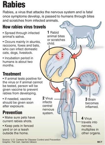How Rabies Affect Humans Vet Medicine Vet Assistant Veterinary Tech