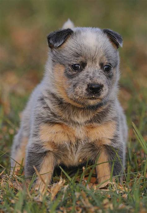 Pictures Of Blue Heelers Beautiful Images Of Australian
