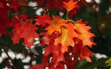 Download Wallpaper 3840x2400 Leaves Autumn Red October