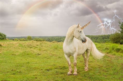 Yes Unicorns Were Real — And Now We Have The Fossils To Prove It