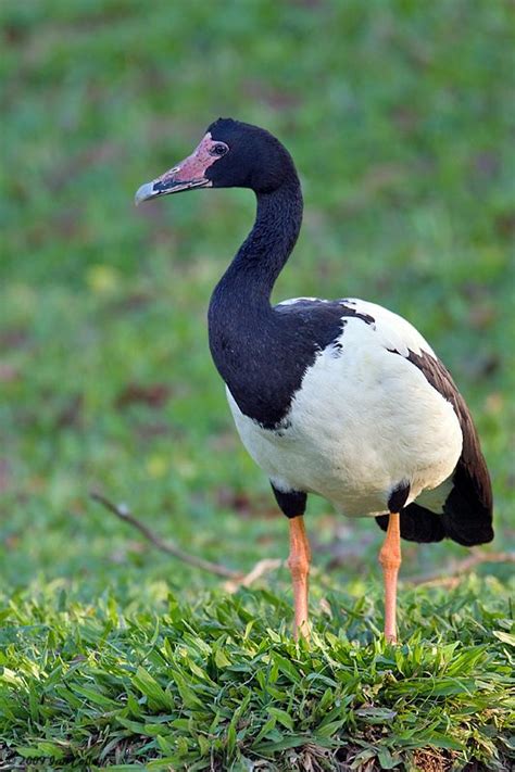 Magpie Goose (Anseranas semipalmata) is a waterbird ...