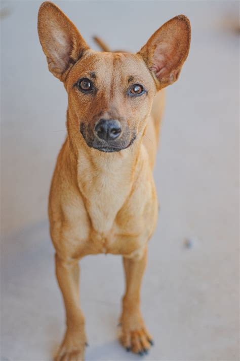 Find Your Perfect Pet: Adopt Dogs, Cats & More