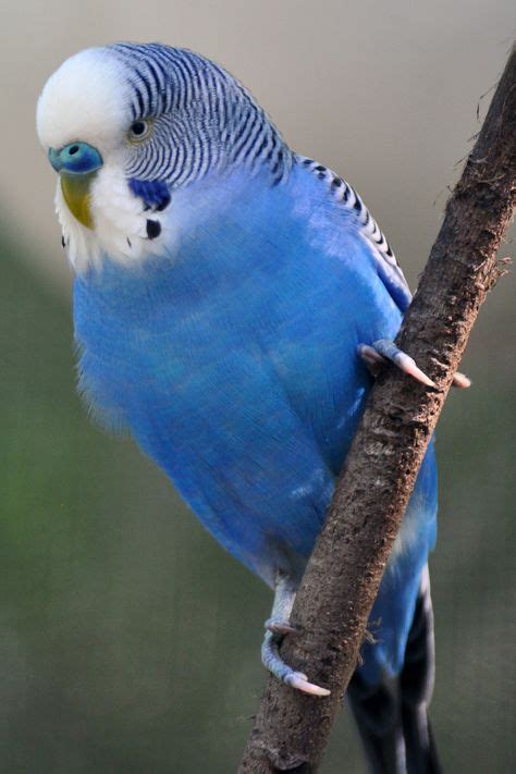 Blue Budgie Muhabbet Kuşları Evcil Hayvanlar Hayvan