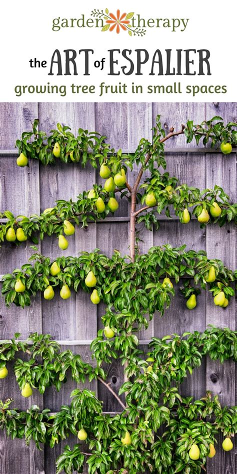 The Art Of Espalier Growing Fruit Trees In Small Spaces Garden Therapy
