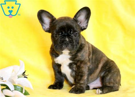 Lancaster puppies has french bulldog mix puppies for sale now from reputable breeders across pennsylvania and ohio. Pongo | French Bulldog Puppy For Sale | Keystone Puppies