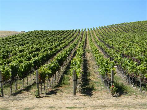 Free Images Vineyard Field Crop Scenic Soil Agriculture