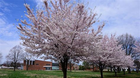 East Cherry Blossom Grove Us National Park Service