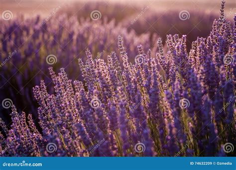 Sunset Over Violet Lavender Field In Turkey Stock Image Image Of