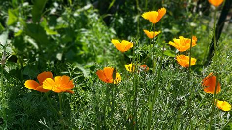 Lazy Garden Tip: Golden Poppies are Super Easy to Grow | Sage's Acre ...