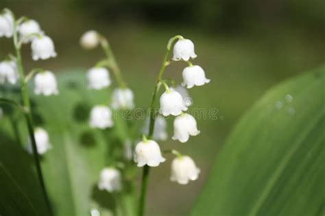 White Bell Flowers Stock Photo Image Of Petai Summer 50632114