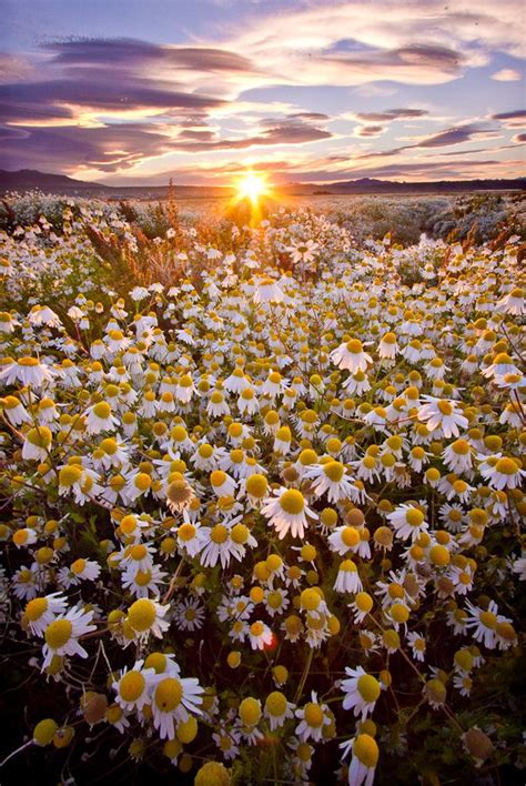 Patagonia Blooms Nature Photography Beautiful Flowers Wallpapers