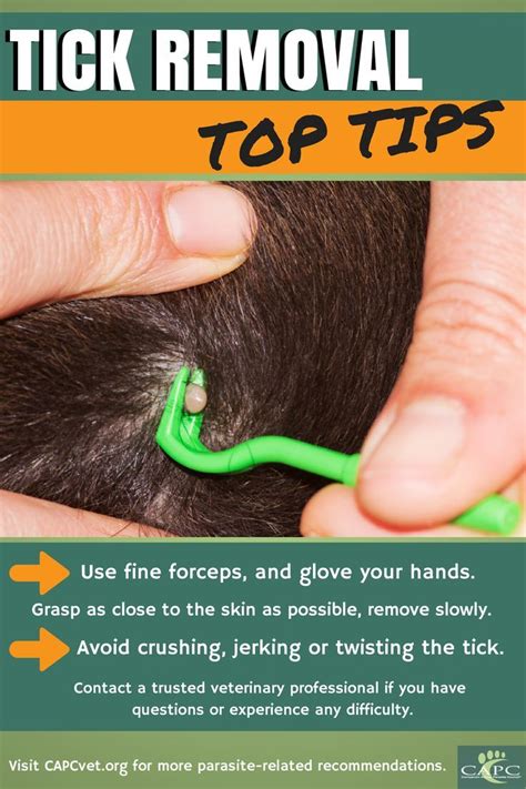 Removing A Tick From Your Dog Dog Health Tips Dog Treatment
