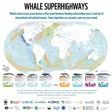 Identifying Whale Migration Routes In The Global Oceans Argos