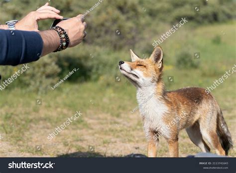 Young Wild Red Fox Largest True Stock Photo 2113741643 Shutterstock