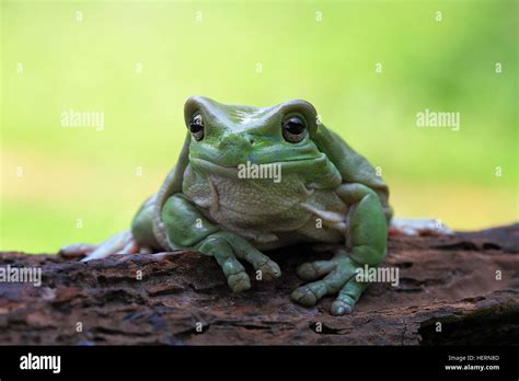 Dumpy Frog Sitting On A Log Indonesia Stock Photo Alamy